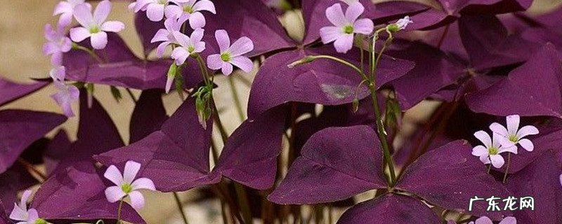紫叶酢浆草的花语和寓意 紫浆草寓意