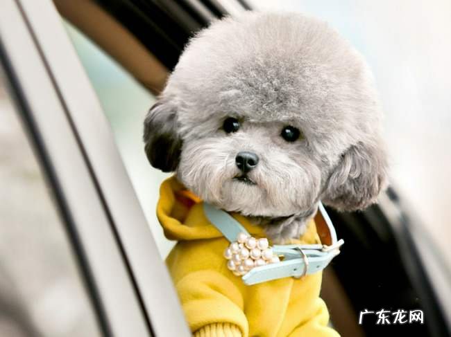 比熊犬灰色是什么品种 灰比熊犬价格