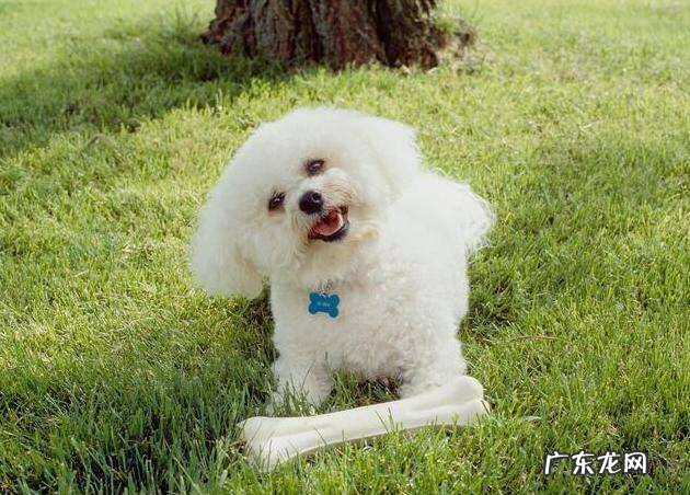 十个不养比熊犬的理由 卷毛比熊犬的价格
