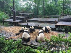 成都好玩的地方排行榜,看看哪个最有趣!
