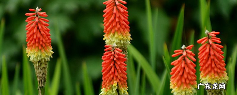 火炬花花期 火炬花怎么不红了