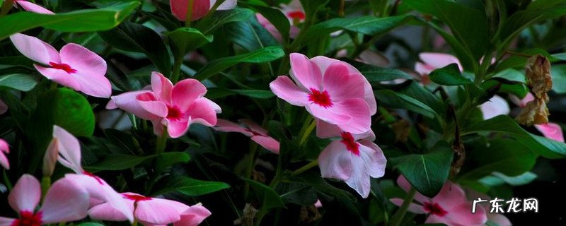 长春花几年生植物 盆栽长春花可以养几年