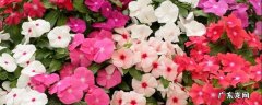 五瓣花的意义象征 五瓣花的花语和寓意