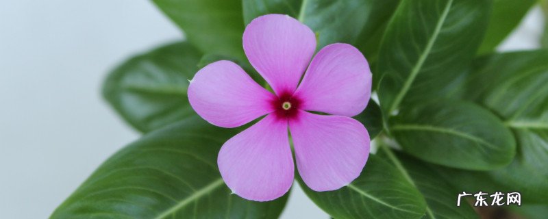 长春的代表花是什么? 长春花的寓意和象征
