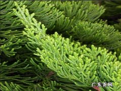 龙柏冬季可以种植吗 怎样栽培龙柏