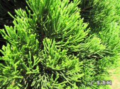 侧柏叶子变黄干枯怎么办 龙柏和地柏的基部叶片为何枯黄