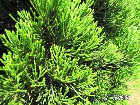 侧柏叶子变黄干枯怎么办 龙柏和地柏的基部叶片为何枯黄