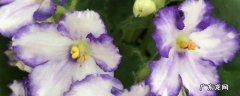 紫罗兰图片花语 非洲紫罗兰的花语