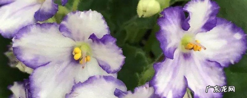 紫罗兰图片花语 非洲紫罗兰的花语