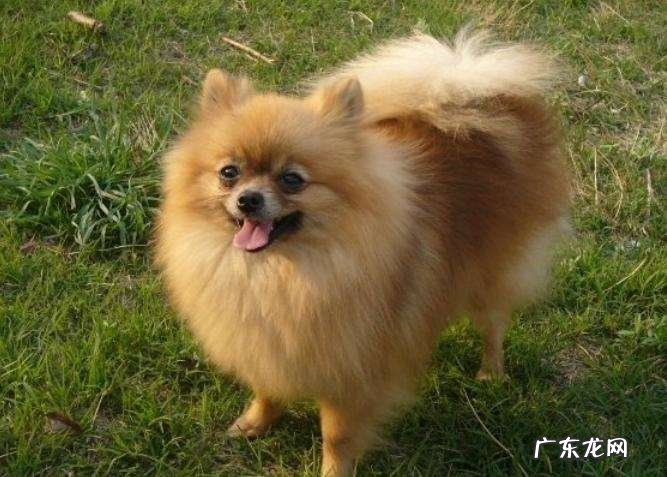 博美犬出售信息 纯种博美价格