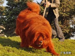红利藏獒的现在的现状 藏獒红利价格