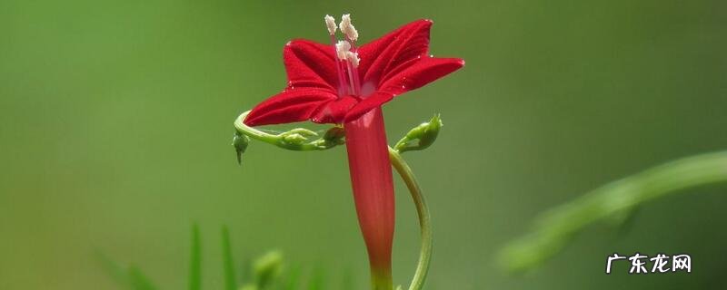 五星花冬天怎么养 五星花的养殖方法及注意事项