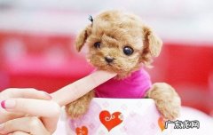 0元茶杯犬 茶杯狗的价格