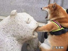 正宗柴犬多少钱一只 纯种柴犬多少钱