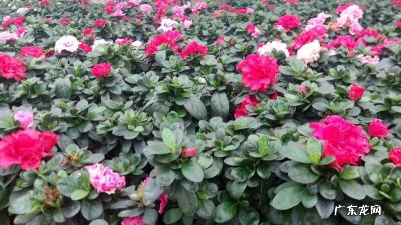 西洋鹃怎样过冬 西洋鹃的养殖方法和注意事项