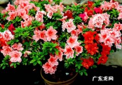 西洋杜鹃开花后怎么养护 怎样让一株植株上开出多种颜色西洋杜鹃花