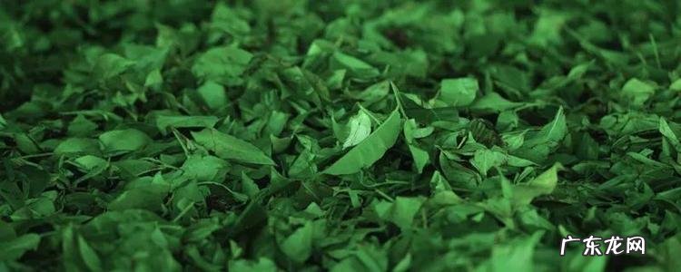 茶叶树种子什么时候栽种 茶叶树种子多久发芽