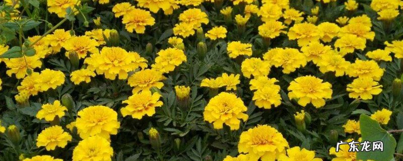 万寿菊的栽培与管理 芳香万寿菊的养护与管理