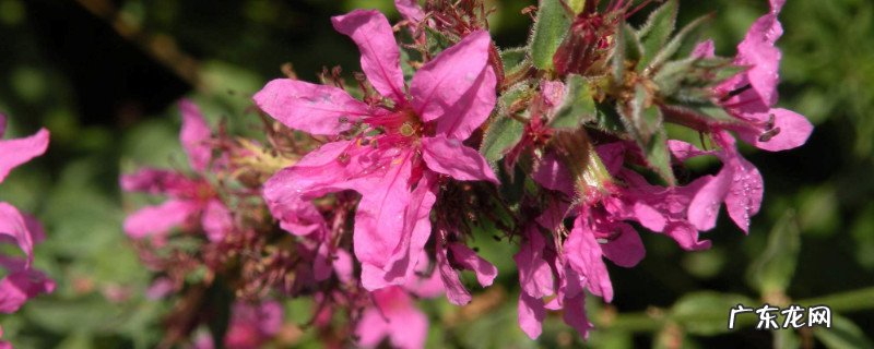 千屈菜属于什么类植物 千屈菜是薰衣草吗