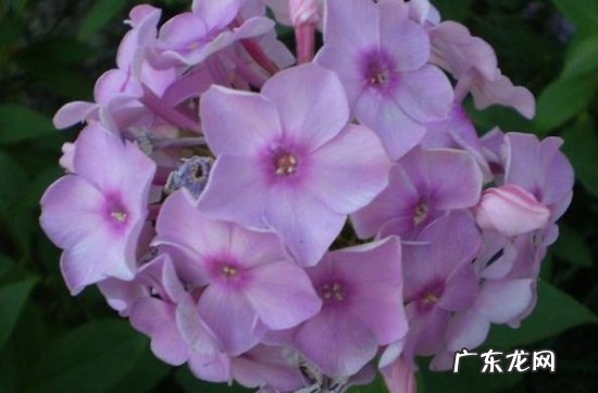 浅蓝色绣球花 怎样使天蓝绣球花色更鲜艳