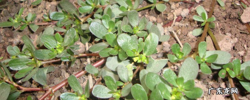 马齿苋的功效与作用 马齿汉野菜的功效