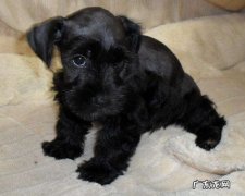 英国可卡犬 黑色可卡狗多少钱