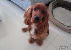 萨摩耶犬多少钱一只 短毛可卡犬多少钱一只