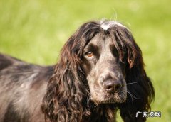 可卡犬怎么训练 黑色可卡犬多少钱一只