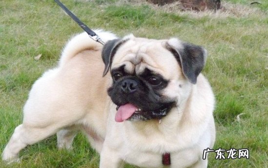 黑色巴哥犬为什么稀少 为什么养巴哥犬的人少