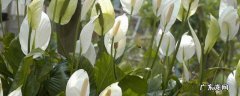白鹤芋怎么浇水 白鹤芋怎么修剪