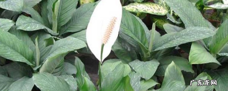 白鹤芋图片和介绍 白鹤芋和白掌一样吗