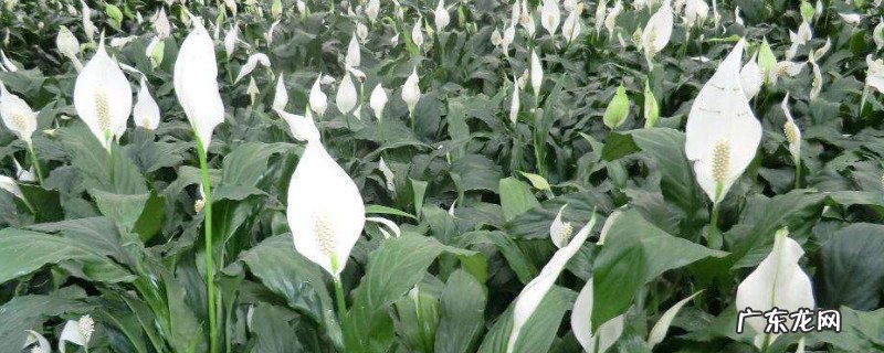 白鹤芋的养殖方法和注意事项 白鹤芋怎么养才能开花