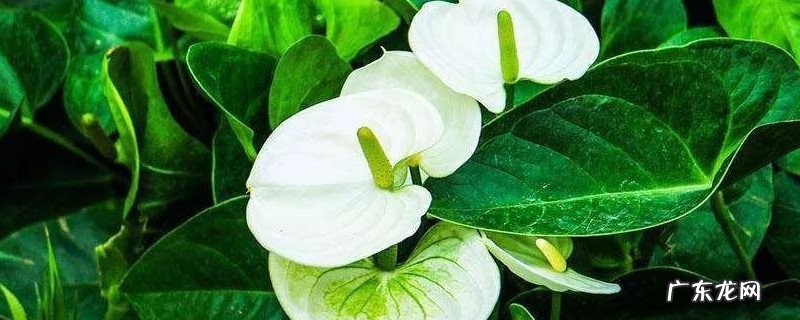 白鹤芋的养殖方法和注意事项 白鹤芋怎么施肥