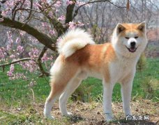 秋田犬为什么是狗界噩梦 秋田犬价格多少钱一只