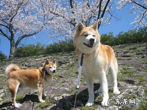 普通秋田犬多少钱一只 秋田价格