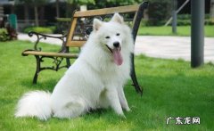 萨摩耶犬一只多少钱 萨摩耶犬价格