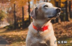狗狗剃毛后毛长得很慢 狗剃毛后不长毛怎么办