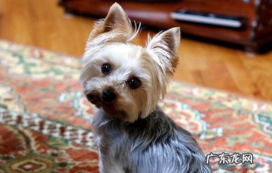 狗剃完毛一直闷闷不乐怎么办 狗剃毛后不开心