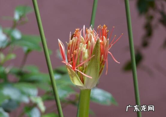 网球花的种植 网球花的养殖方法和注意事项