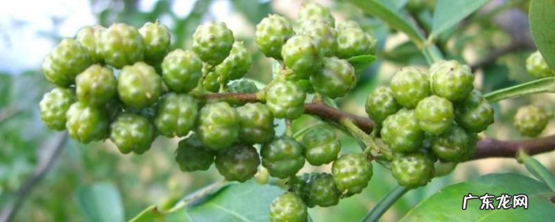 如何腌制好吃的鲜花椒,怎样腌鲜花椒好吃