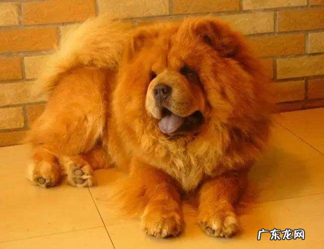 松狮犬黑色价格 松狮狗的价格