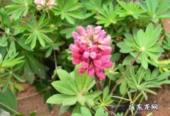 羽扇豆图片 怎样栽培羽扇豆