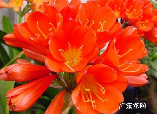 君子兰如何培养 培养大花君子兰有哪些要领