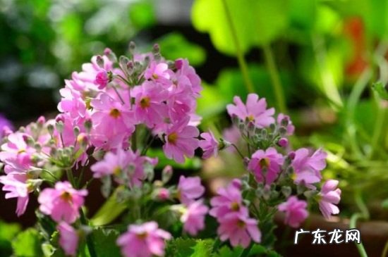 樱花常见病虫害及防治 四季樱草的病虫害及其防治