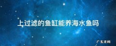 上过滤的鱼缸能养海水鱼吗