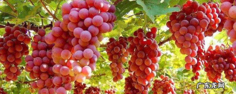 葡萄可以煮熟吃吗,葡萄煮熟了吃好吗