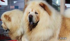 黑松狮犬多少钱一只 松狮的价格