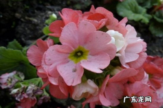 四季樱草是多年生吗 四季樱草的功效和作用