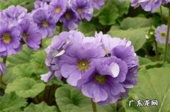 四季樱花草怎么养 四季樱草的四季管理