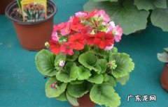 四季樱花草怎么养 四季樱草能放在阳台上栽培吗